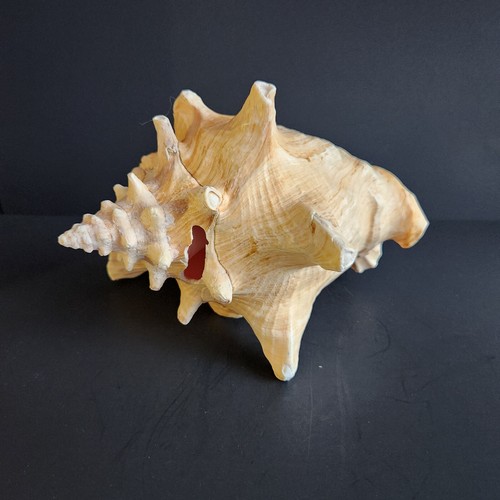 Huge 3 LBS Queen Conch Shell, Shell #2 - Picture 6 of 24