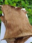 Ceylon Natural Dried Banana Leaves 50 PCS 100% Organic Aquarium Shrimp Cleaning