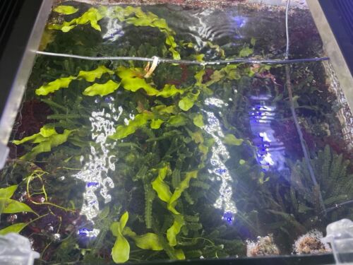 Red Ogo Gracilaria, Algae Refugium, Marine, Seahorse Tanks, Nutrient Export! - Picture 2 of 3
