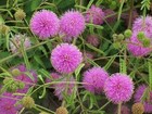 Mimosa pudica, Sensitive Plant, Touch me not perennial - 50 Semi