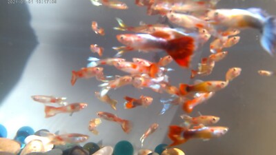(SO, YOU ONLY LIKE BOYS)20 ALL MALE GUPPIES MIXED VARIETY Born Bred Raised USA