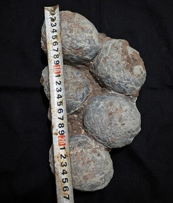 Five Hadrosaur Eggs Cluster | A Natural Nest Frozen in Time