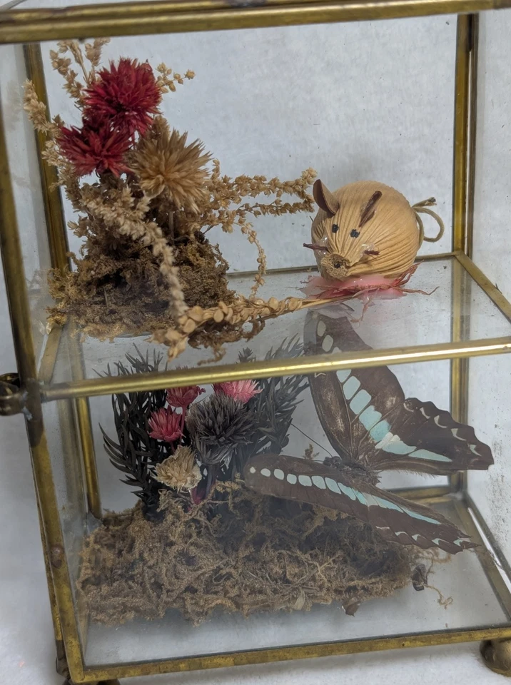 Mini gabinete de curiosidades de latón y vidrio de colección terrario exhibición miniaturas Foto 2 de 4