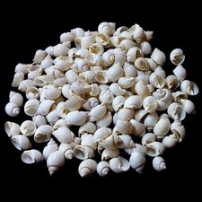 Small Tun White Natural Sea Shells for Crafts Jewelry Coastal Home D cor 90 pc