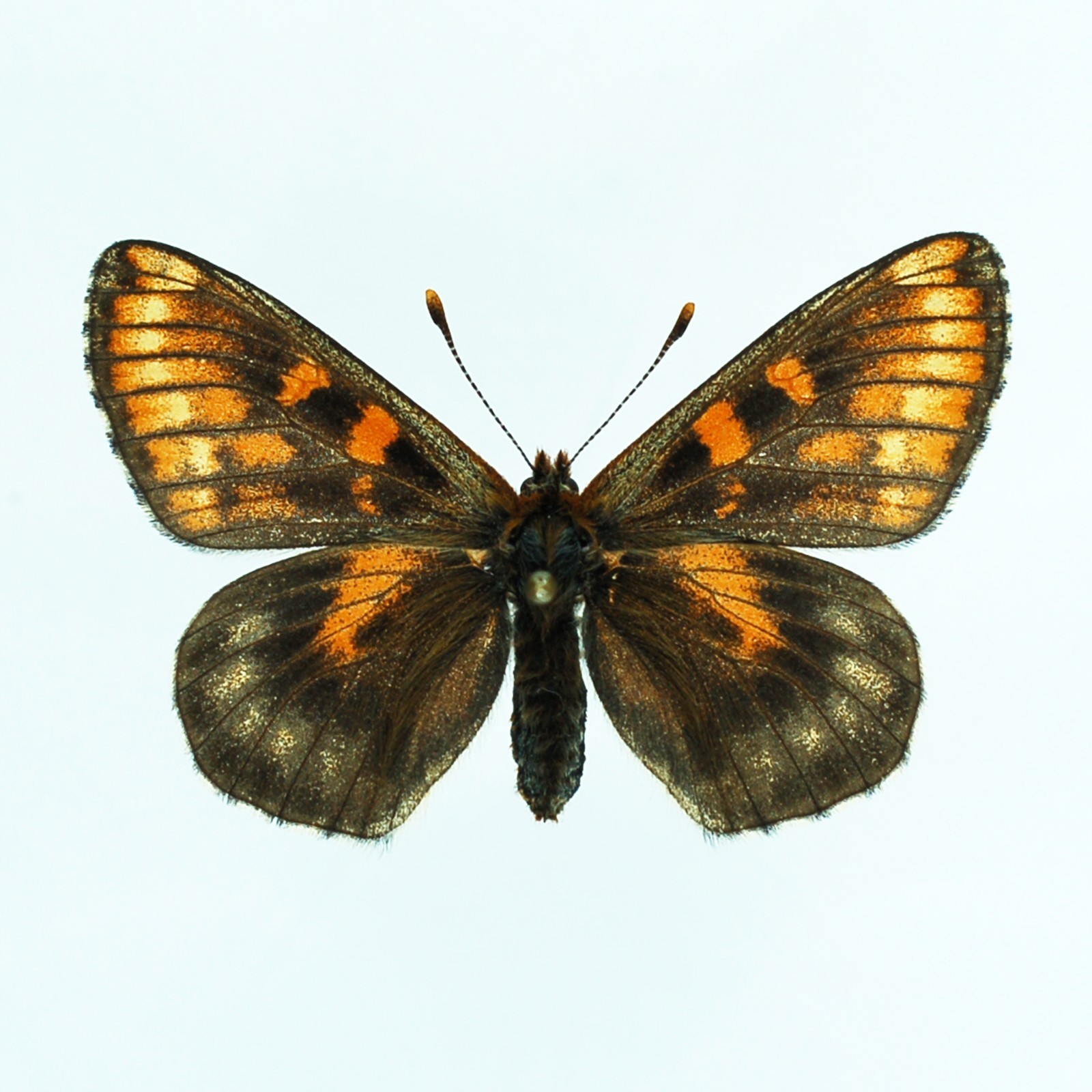 SPLENDIDA Euphydryas aurinia ESTREMA ABERRAZIONE FEMMINILE #1 DAL REGNO UNITO