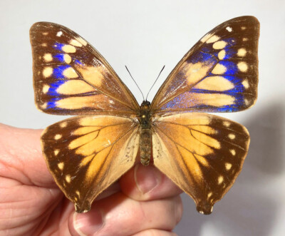MORPHO AEGA AEGA form MIXTA FEMALE****pair Nr2****BRAZIL(not pinned-not mounted)