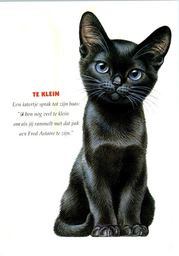 To Small, A Little Tom... Art Postcard Peter Warner From Perfect Cats 1991