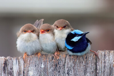 Cute Cuddling Birds Naturel Life Painting Wall Art Home Decor - POSTER 20''x30''