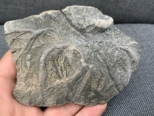 Rare Jurassic Crinoid Pentacrinites sp, Lyme Regis, Dorset, England