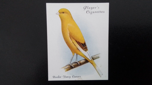 J. PLAYER 1935. AVAIRY AND CAGE BIRDS. N0 5. BORDER FANCY CANARY.