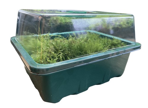 Live Moss in Propagation Box + Terrarium Tweezers - 14cm x 18cm - Premium Grade - Picture 9 of 19