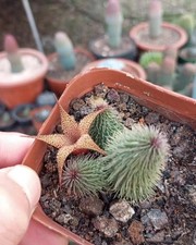 4 PIEZAS Plantas de Cactus Huernia pillansii Hermoso Cactus Raro Cactus 3-6 cabezas龙