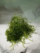 Pianta Acqua Dolce Muschio Di Java 