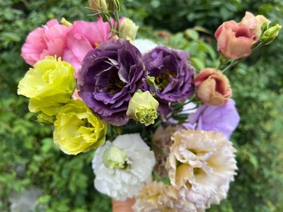 Lisianthus Live Plant, Healthy Starter, Mother's Day Edition | eBay