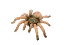 Wolf Spider, Hand Painted, Realistic Toy Figure, Model 3" CH422 BB108