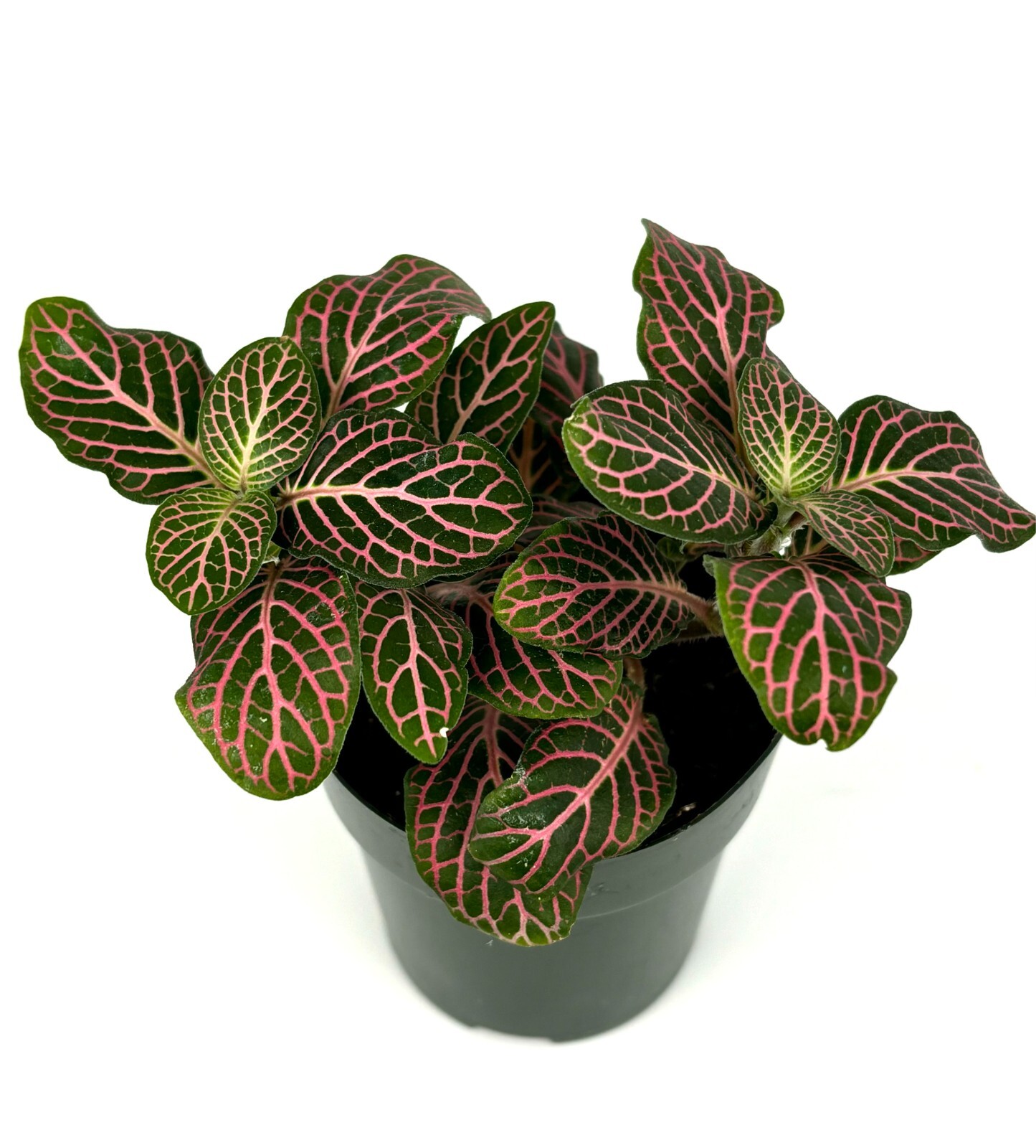 Pink Nerve Plant Fittonia Live Potted House Plants Air Purifying, 2.5