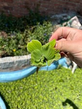 12 Water Lettuce Pond Plants - 12 Plants --LOCAL PICKUP ONLY--