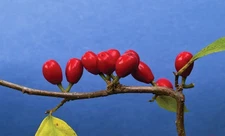 10 SPICEBUSH Wild Allspice Lindera Benzoin Spice Bush Berry Yellow Flower Seeds