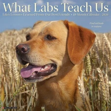 What Labs Teach Us 2026 12" x 12" Wall Calendar (free shipping)