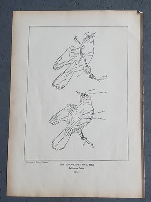 Lot (2) 1936 Birds of America ''Topography of a Bird''