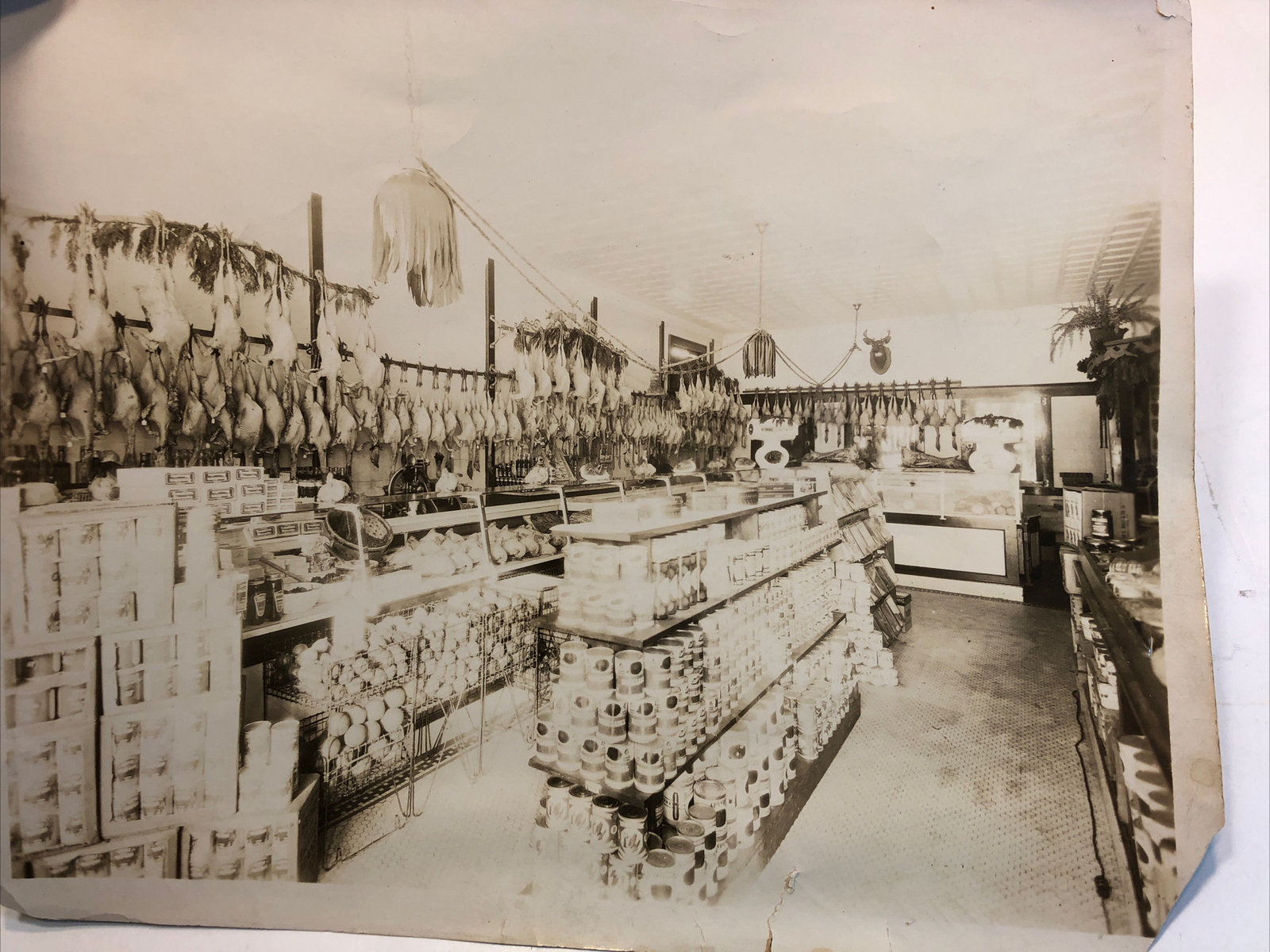 1920s A.F. WALKER Display Window Sunkist Orange Poultry Photo ROCHESTER NY 8x10
