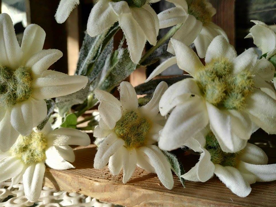 9 x Edelwei 6cm Blten Landhaus Kunstblume Landhaus Blumen Wei Strau 3  Stiele | eBay.de