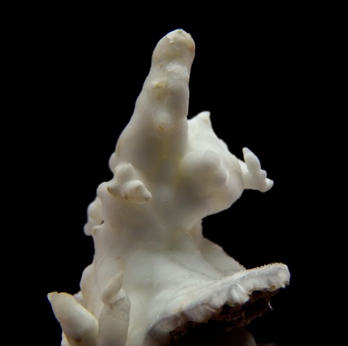 ARAGONITE var. FLOSS FERRI beautiful shape !!! ++++ SLOVAKIA Dobsina /pd599 - Picture 6 of 9