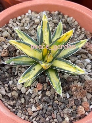 Agave Sun King victoriae-reginae var Golden color Rareand beautiful 7-8cm