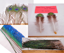 Assorted Peacock Feathers for Fly Tying - 6 O...