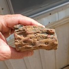 Lepidodendron Fossil With Round Imprints — photo 3