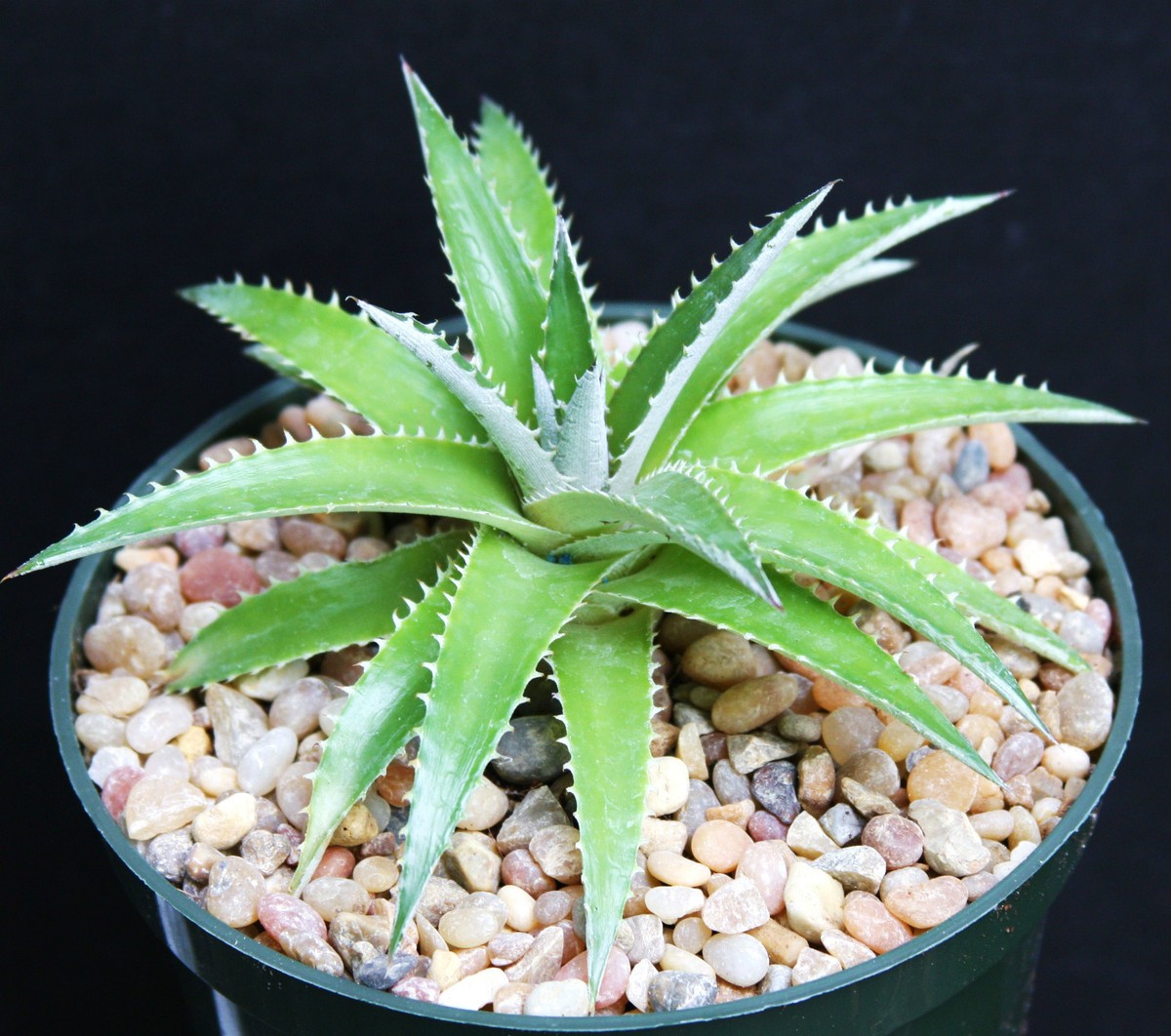 Dyckia platyphylla rare succulent air plant exotic bromeliad agave