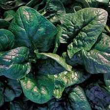 Spinach Seeds, America Spinach Seeds, 