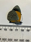 Real Dried Insect/Butterfly/Moth Non set B2676 Rare Asterope markii davisi: