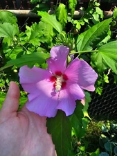 Hibiscus Syriacus, Seeds 50+