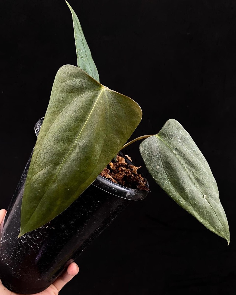 アンスリウム　portillae ポーティラエ Anthurium Portillae x Papillilaminum – Top Notch Tropical