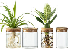 Glass Propagation Stations for Plants -Desktop Flower Vases,Propagation Flower V