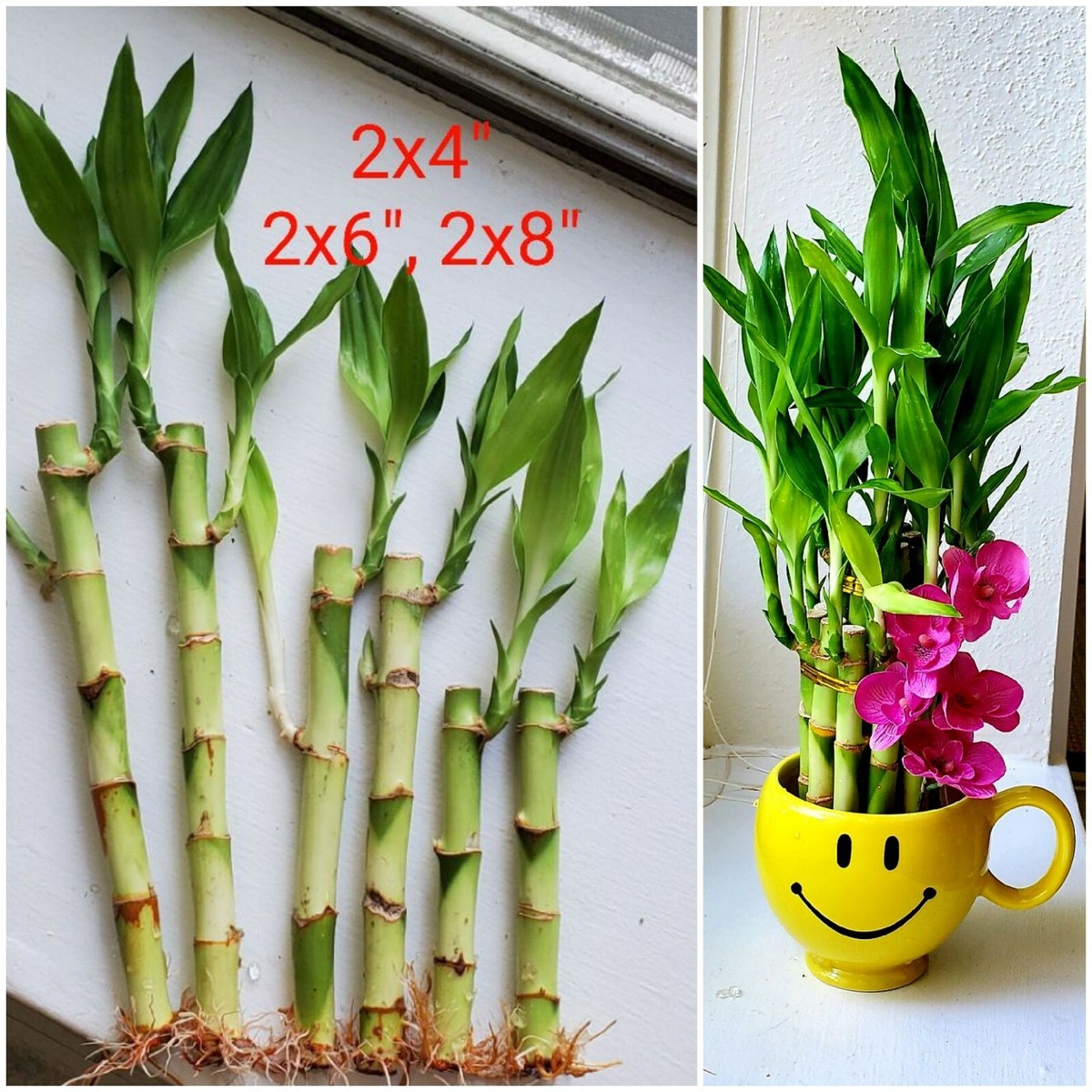 plant food money tree Mini Money Tree