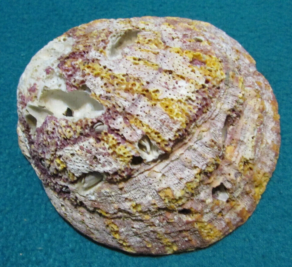 Red Orange Spiny Oyster Shell 4" - Image 2 of 4