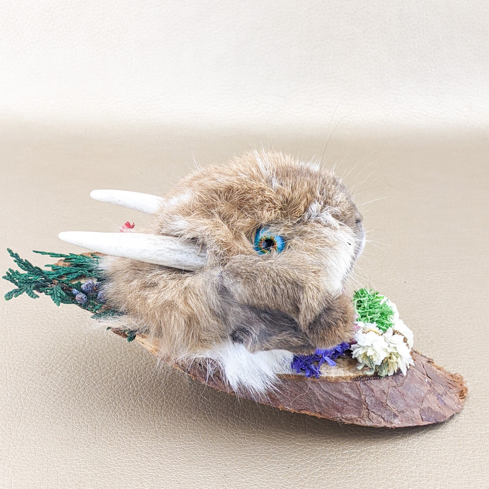 Lop Eared Jackalope Head rabbit Taxidermy curiositu oddities gaff bunny ...