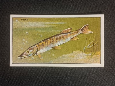 1928 B. Morris & Sons Cigarette Tobacco London Zoo Aquarium Pike