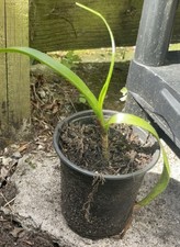 Pregnant onion  houseplant Ornithogalum  longibracteatum young plant