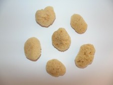 ONE 1 NATURAL SILK QUALITY FACE SPONGE 2-1/4 - 3-1/4", REAL SEA SPONGE,