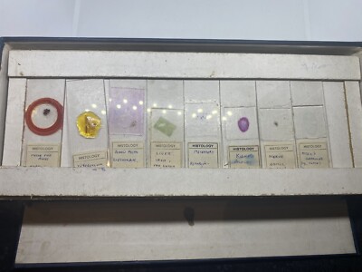 Vintage Tierhistologie Mikroskop Objektträger