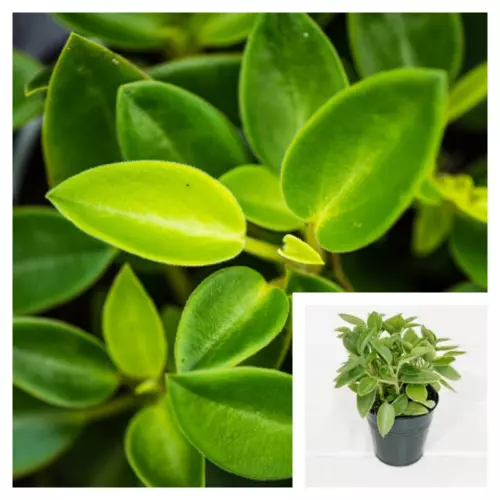 Peperomia Orba 4Inches Peperomia Pixie Lime Plantpot Plant Rubber Live Plant