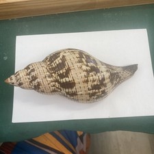 Fasciolaria tulipa 185,0 mm - große Tulpenschale 