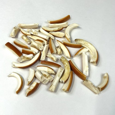#ad #ad Lot Of 40 Assorted Broken Front Beaver Teeth Real Odd Goth Weird Taxidermy #4075 $25.97