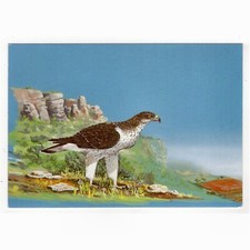 Postal de artista v. Ph. Fornairon/Águila, "Águila de conejo"
