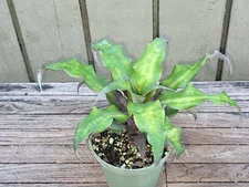 Cryptanthus 'Strawberries Flambe' rare   bromeliad  4''pot