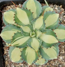 Agave Kichjokan Mediopicta Stable Yellow - variegated