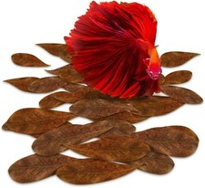 50 Pcs Mini Catappa Indian Almond Leaves for Betta Fish Aquarium, Shrimp, Frogs,